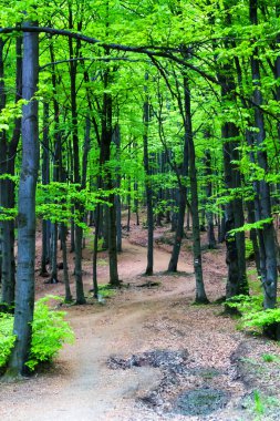 Bahar zamanı Polonya 'nın güneyindeki dağlarda kayın ormanları. Beskid Sadecki dağları.