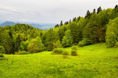 Dağlar manzaralı. Beskid Sadecki dağlarındaki çayırların ve ormanların manzarası. Karpat Dağları manzarası, Polonya. Arka planda Lomnica Zdroj köyü