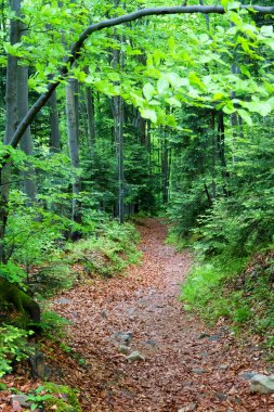 Bahar zamanı Polonya 'nın güneyindeki dağlarda kayın ormanları. Beskid Sadecki dağları.