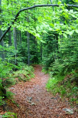 Bahar zamanı Polonya 'nın güneyindeki dağlarda kayın ormanları. Beskid Sadecki dağları.