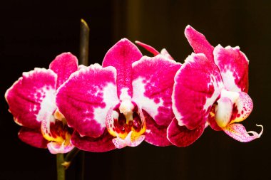 Mor çiçekli orkideler siyah arkaplanda izole edilir