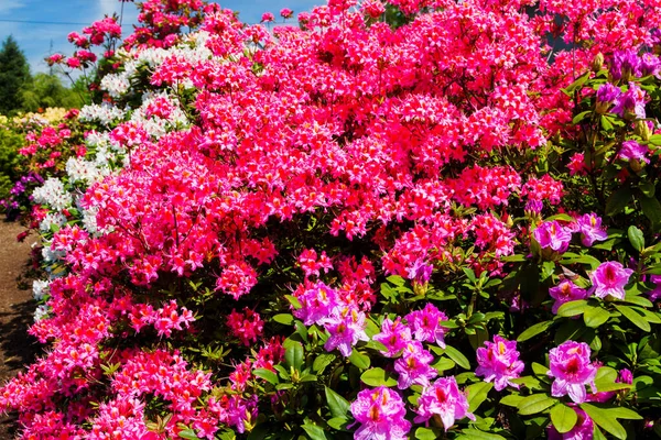 Rhododendron Azálea Jardim Fechar Foco Suave — Fotografia de Stock