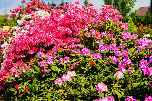 Rhododendron Azálea Jardim Fechar Foco Suave — Fotografia de Stock