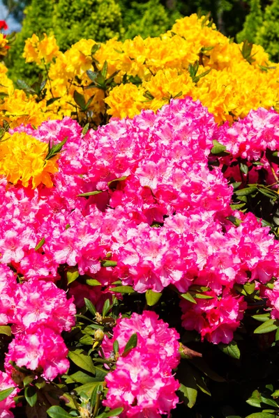 Rhododendron Azalea Garden Close Soft Focus — Stock Photo, Image