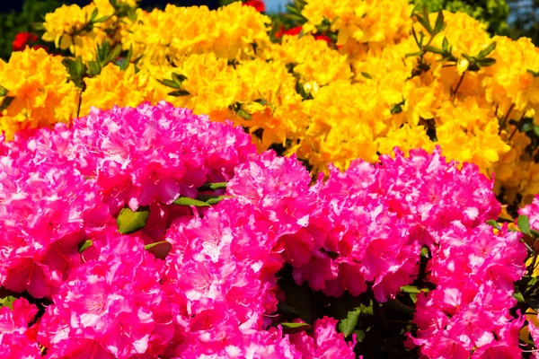 Rhododendron Und Azalee Garten Nahaufnahme Und Weicher Fokus — Stockfoto