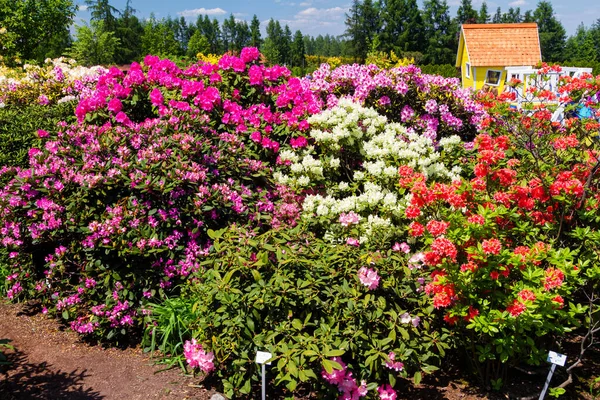 Rhododendron Azalea Garden Close Soft Focus — Stock Photo, Image