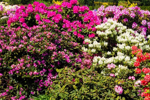 Rhododendron Azálea Jardim Fechar Foco Suave — Fotografia de Stock