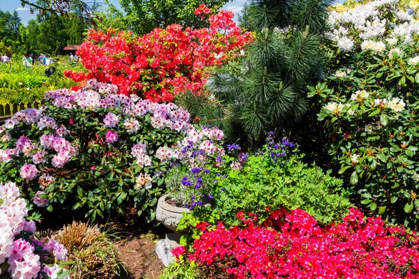 Rhododendron Azalea Garden Close Soft Focus — Stock Photo, Image