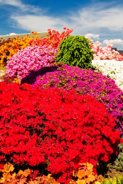 Bahçede Rhododendron Açelya Kapat Yumuşak Odaklan — Stok fotoğraf