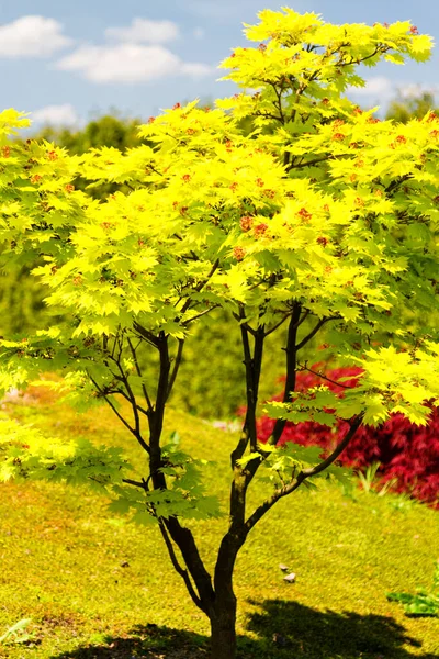Старый Маленький Японский Клен Жёлтыми Листьями — стоковое фото