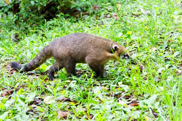 南美洲花冠 Nasua Nasua 也称为环尾花冠 Ring Tail Coati 野生动物 — 图库照片