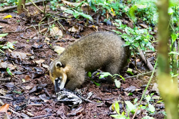 South American Coati Nasua Nasua Also Known Ring Tailed Coati — Stock Photo, Image