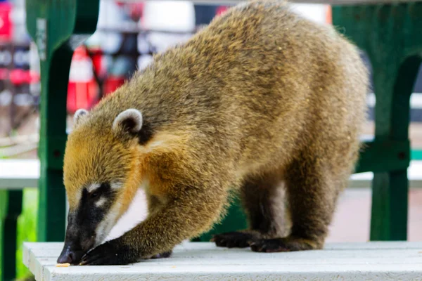 Jihoamerické Coati Nasua Nasua Známé Také Jako Coati Kroužkovým Ocasem — Stock fotografie