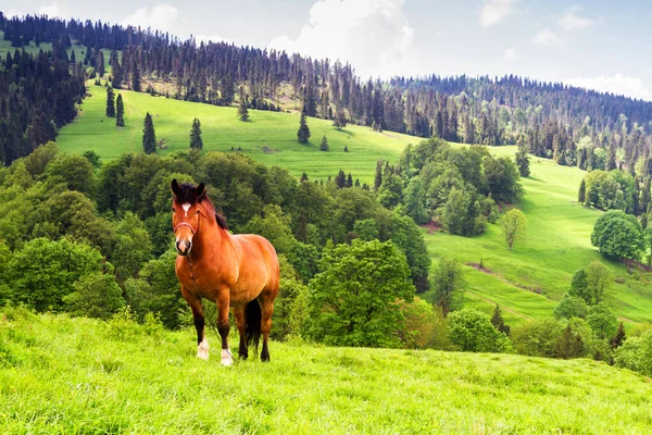 Beautiful mountain panorama after rain in a spring time with a grazing horse in the foreground. Pieniny mountains range, Poland