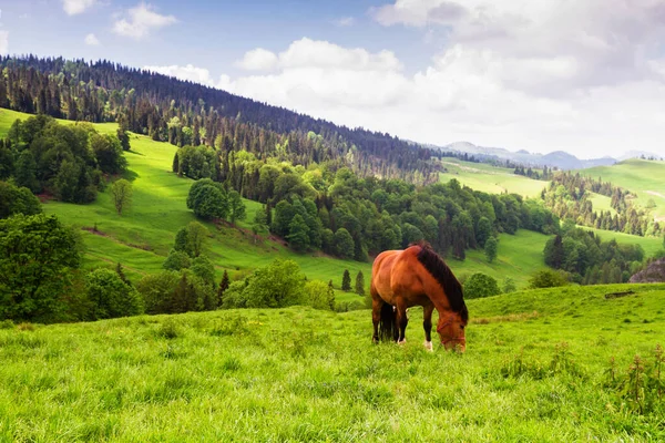 Magnifique Panorama Montagne Après Pluie Printemps Avec Cheval Premier Plan — Photo