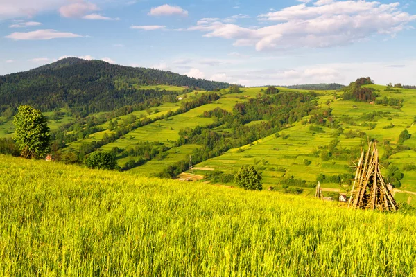 山の景色 ベスキディ サデッキ山脈の草原や森のパノラマ カルパチア山脈の風景 ポーランド 手前の干し草 — ストック写真