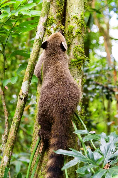 Südamerikanische Nasenbären Nasua Nasua Auch Als Ringelschwanz Nasenbär Bekannt Wildtier — Stockfoto