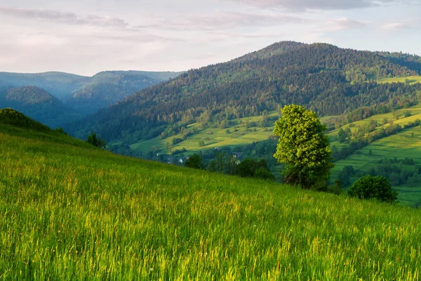 Mountains scenery. Panorama of grassland and forest in Beskid Sadecki mountains. Carpathian mountains landscape, Poland. Lomnica Zdroj village in the background