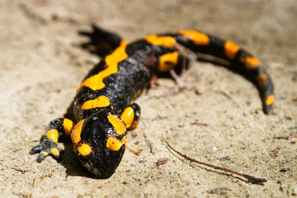 抛光山火蜥蜴 Salamandra Salamandra — 图库照片