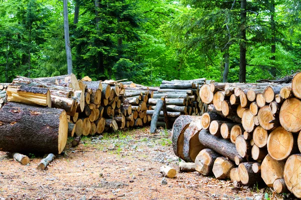 Stack Med Ved Bergen Väntar Vintern Pientinska Bergen Polen — Stockfoto