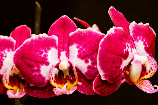 Lila Blommande Orkidéer Isolerad Den Svarta Bakgrunden — Stockfoto