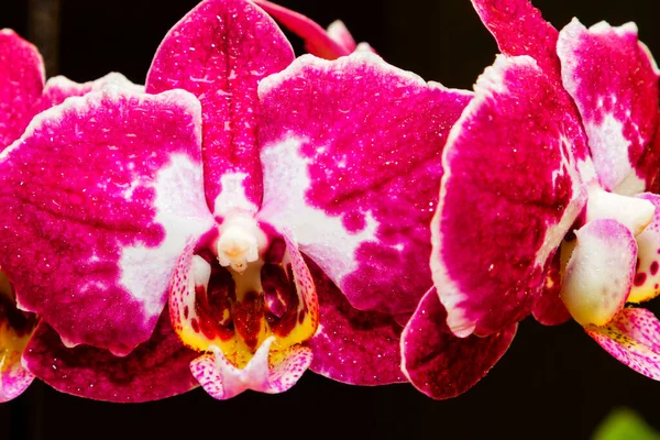Orquídeas Floridas Roxas Isoladas Fundo Preto — Fotografia de Stock