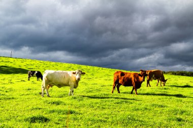 Kırmızı kahverengi, beyaz inekler taze çayırlarda duruyor, İskoçya, Birleşik Krallık