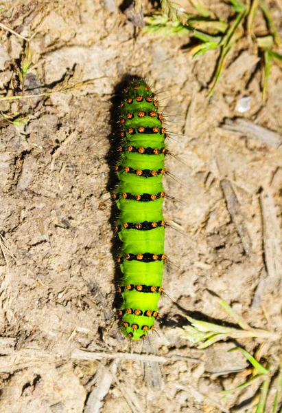 Groene Rups Een Bodemachtergrond — Stockfoto