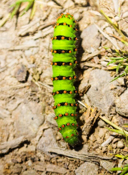 Groene Rups Een Bodemachtergrond — Stockfoto