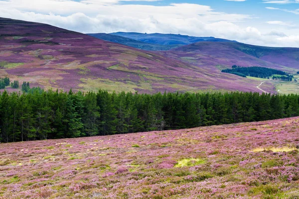 Malownicza Droga Szkocji Park Narodowy Cairngorm Pobliżu Ośrodka Narciarskiego Lecht — Zdjęcie stockowe
