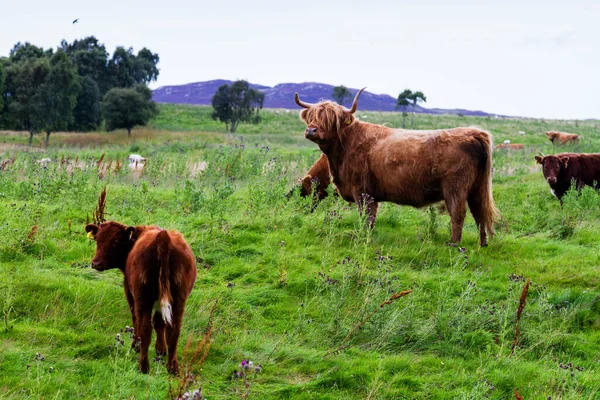 Red brown, white cows standing on the fresh meadow, Scotland, United Kingdom