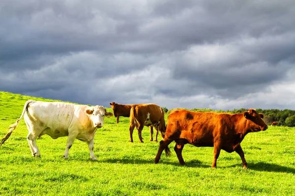 Červená Hnědá Bílá Kráva Stojící Čerstvé Louce Skotsko Velká Británie — Stock fotografie