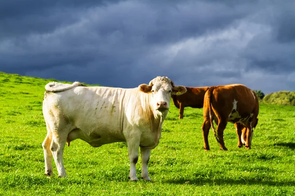 Red Brown White Vacas Prado Fresco Escócia Reino Unido — Fotografia de Stock
