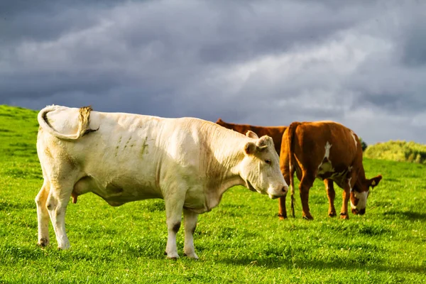 Red Brown White Vacas Prado Fresco Escócia Reino Unido — Fotografia de Stock