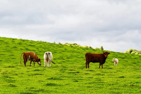 Vacas Rojas Blancas Paradas Prado Fresco Escocia Reino Unido — Foto de Stock