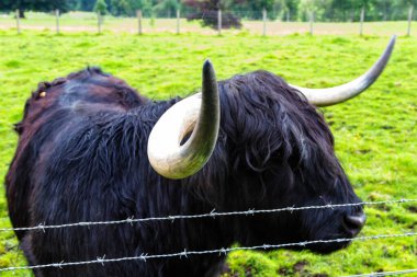 İskoçya 'daki Highland İneği. Birleşik Krallık
