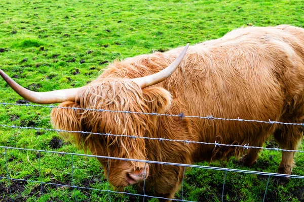 Highland Cow Scotland United Kingdom — Stock Photo, Image