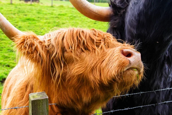 Highland Cow Escocia Reino Unido — Foto de Stock