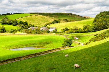 Sakin mavi gökyüzü altında koyunları olan yeşil tarım tarlaları. İngiltere 'nin Yorkshire Dales Ulusal Parkı yakınlarındaki Sedbergh İngiliz Vadisi' nin koyunlarının otlakları üzerinde renkli bir manzara.