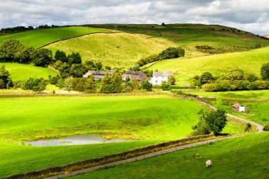 Sakin mavi gökyüzü altında koyunları olan yeşil tarım tarlaları. İngiltere 'nin Yorkshire Dales Ulusal Parkı yakınlarındaki Sedbergh İngiliz Vadisi' nin koyunlarının otlakları üzerinde renkli bir manzara.