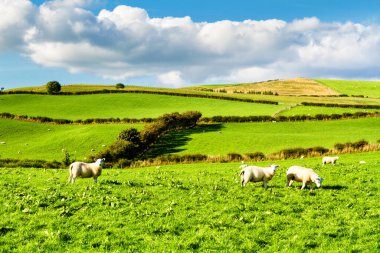 Sakin mavi gökyüzünün altında koyunları olan yuvarlanan yeşil tarlalar. Galler 'in Llanwrst kenti yakınlarındaki Galler Vadisi' nin koyun çiftliklerinin otlakları üzerinde renkli bir manzara.