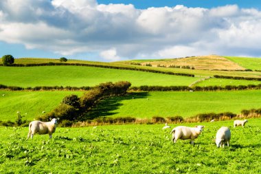 Sakin mavi gökyüzünün altında koyunları olan yuvarlanan yeşil tarlalar. Galler 'in Llanwrst kenti yakınlarındaki Galler Vadisi' nin koyun çiftliklerinin otlakları üzerinde renkli bir manzara.