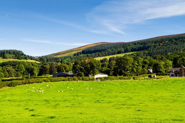 Rolling Green Farm Fields Sheep Calm Blue Sky Colorful Panorama — Stock Photo, Image