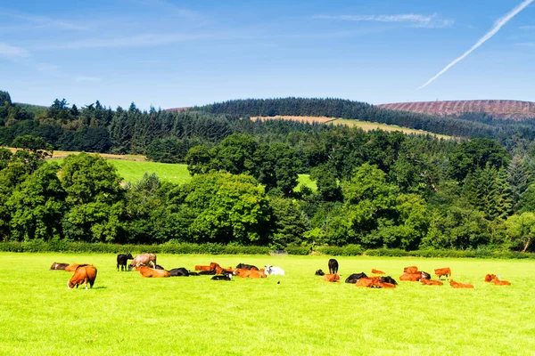 Rolling Green Farm Fields Cows Calm Blue Sky Colorful Panorama — Stock Photo, Image