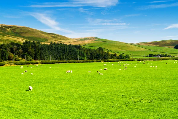 Campos Verdes Con Ovejas Bajo Cielo Azul Tranquilo Colorido Panorama —  Fotos de Stock