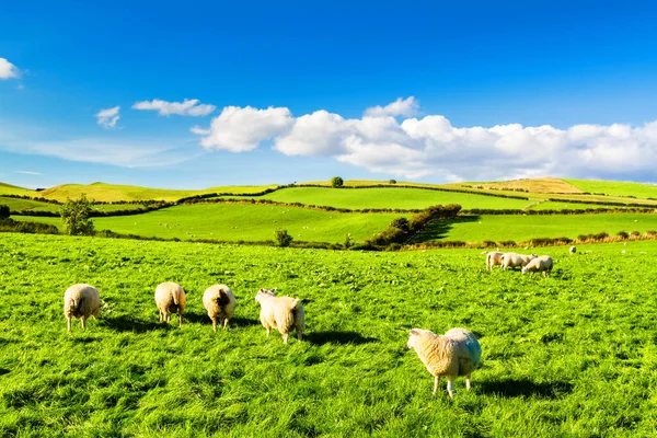 Champs Agricoles Verts Roulants Avec Des Moutons Sous Ciel Bleu — Photo