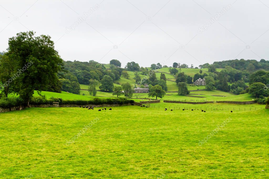 Rolling green farm fields with cows under a cloudy sky. Colorful panorama over the meadows of cow farmland of English valley in Lake District National Park, England, United Kingdom
