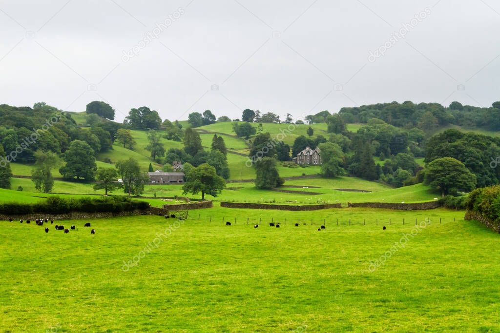 Rolling green farm fields with cows under a cloudy sky. Colorful panorama over the meadows of cow farmland of English valley in Lake District National Park, England, United Kingdom