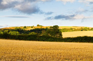 İngiltere 'nin kırsal kesiminde buğday tarlası hasat edildi, Cotswold bölgesi, İngiltere