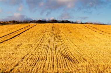 İngiltere 'nin kırsal kesiminde buğday tarlası hasat edildi, Cotswold bölgesi, İngiltere